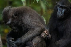 Celebes Crested Macaque