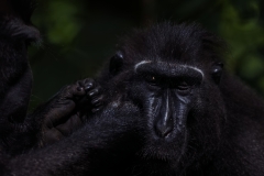 Celebes Crested Macaque