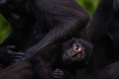 Celebes Crested Macaque
