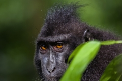Celebes Crested Macaque