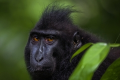 Celebes Crested Macaque