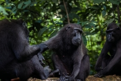 Celebes Crested Macaque