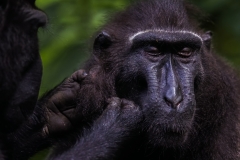 Celebes Crested Macaque