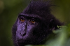 Celebes Crested Macaque