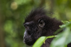 Celebes Crested Macaque