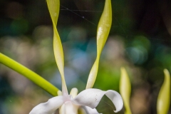 Bali Orchid Garden
