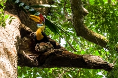 Wrinkled hornbill