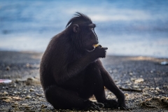 Celebes Crested Macaque