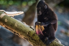 Celebes Crested Macaque