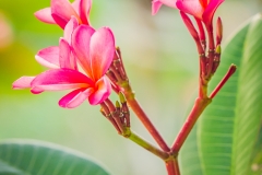Frangipani