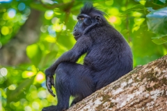Celebes Crested Macaque