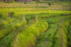 Bali fields