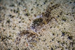 Crab on the black beach