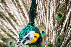 Bali Bird Park - Peacock