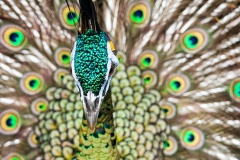 Bali Bird Park - Peacock