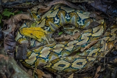 Python reticulatus