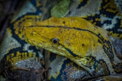 Python reticulatus