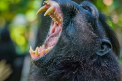 Celebes Crested Macaque