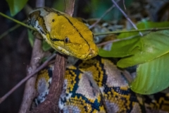 Python reticulatus