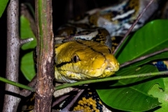 Python reticulatus