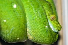 Bali Reptile Park