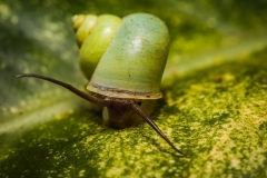 Jungle snail