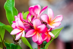 Frangipani