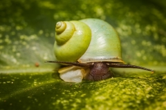 Jungle snail