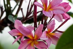 Frangipani