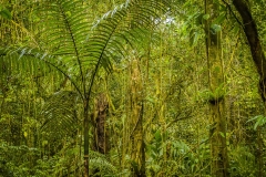 Forrest near Tamohon