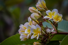 Frangipani flowers