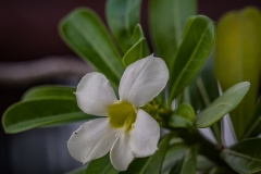 Adenium flower