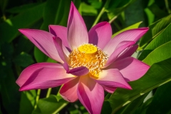 Bali Orchid Garden - Lotos