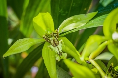 Bali Orchid Garden - Black Orchid from Kalimantan