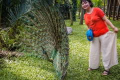 Bali Bird Park - Peacock