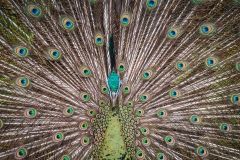 Bali Bird Park - Peacock