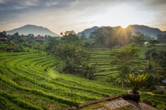 Bali fields