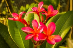 Frangipani - red flower