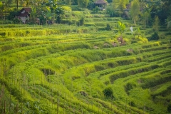 Bali fields