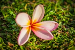Frangipani - red flower