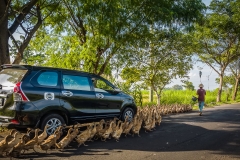 On the Balinese road
