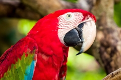 Bali Bird Park