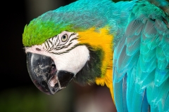 Bali Bird Park