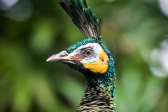 Bali Bird Park - peacock