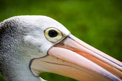Bali Bird Park