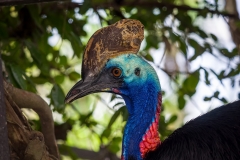 Bali Bird Park