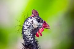 Bali Bird Park