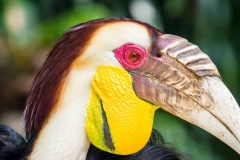 Bali Bird Park - Hornbill
