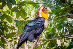 Bali Bird Park