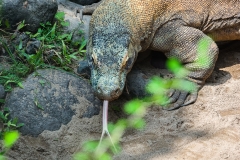 Bali Bird Park - Komodo dragoon